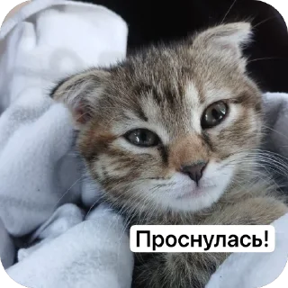 🌟 emoji Аська Telegram sticker 16 of 22