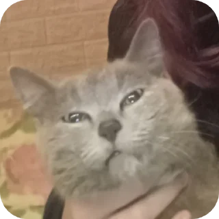 🐱 emoji Передозка ➡️ @Ctikerubot Telegram sticker 10 of 15