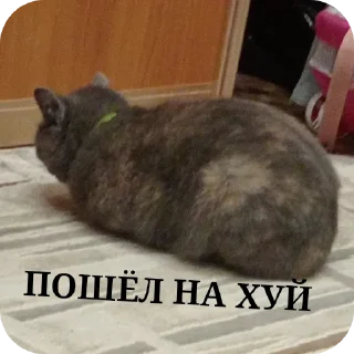 🐱 emoji Передозка ➡️ @Ctikerubot Telegram sticker 9 of 15