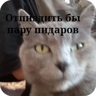 🐱 emoji Передозка ➡️ @Ctikerubot Telegram sticker 8 of 15