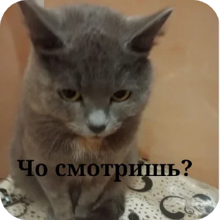 🐱 emoji Передозка ➡️ @Ctikerubot Telegram sticker 15 of 15