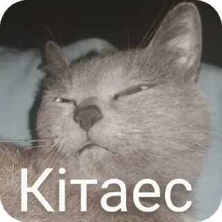 🐱 emoji Передозка ➡️ @Ctikerubot Telegram sticker 4 of 15