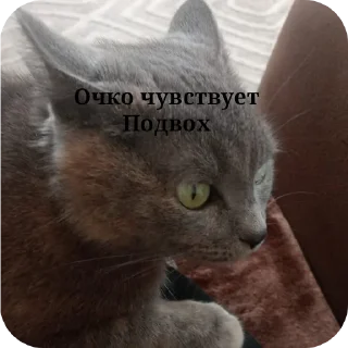 🐱 emoji Передозка ➡️ @Ctikerubot Telegram sticker 5 of 15