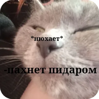 🐱 emoji Передозка ➡️ @Ctikerubot Telegram sticker 6 of 15