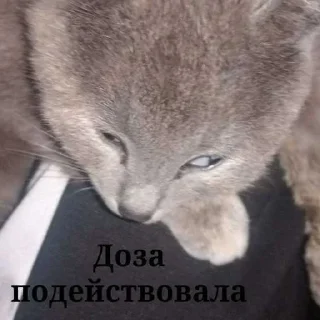 🙈 emoji Передозка ➡️ @Ctikerubot Telegram sticker 3 of 15
