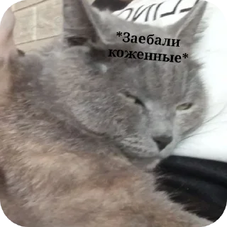 🐱 emoji Передозка ➡️ @Ctikerubot Telegram sticker 11 of 15