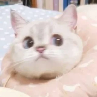 😳 emoji мур pack by @QuotLyBot Telegram sticker 17 of 51