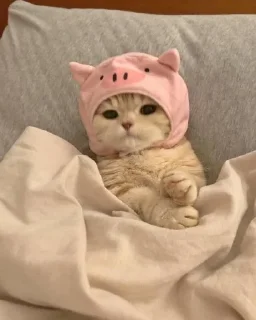 🐷 emoji мур pack by @QuotLyBot Telegram sticker 14 of 51