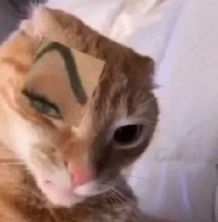 Sticker from котики
