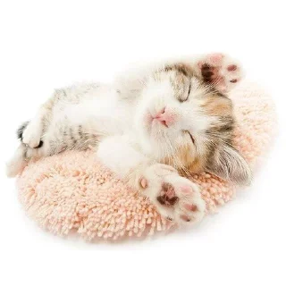 Sticker from собакоты ₍⸍⸌̣ʷ̣̫⸍̣⸌₎