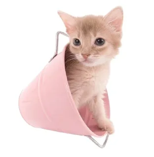 Sticker from собакоты ₍⸍⸌̣ʷ̣̫⸍̣⸌₎