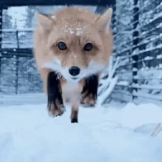 foxfull_LiS sticker 2