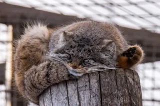 😴 emoji Манул Telegram sticker 18 of 25