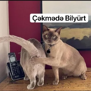 ⚡ emoji @quliyevv_17 @BrendUserBot Paketi 1 Telegram sticker 19 of 101