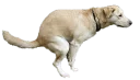 🐶 emoji Shit Telegram sticker 16 of 21
