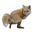 🦊 emoji Shit Telegram sticker 17 of 21