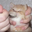 🥘 emoji Shit Telegram sticker 18 of 99