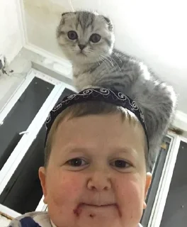 🐱 emoji Different shit Telegram sticker 24 of 49