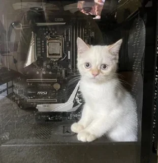 Sticker from cats/Кітики