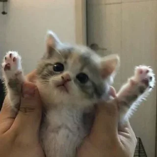 Sticker from cats/Кітики