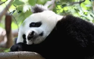 😕 emoji Panda @stickersb2b Telegram sticker 7 of 104