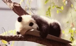 🤨 emoji Panda @stickersb2b Telegram sticker 13 of 104