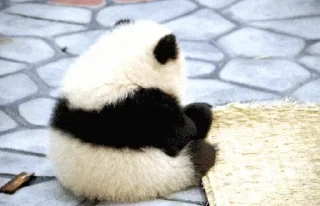 🤨 emoji Panda @stickersb2b Telegram sticker 22 of 104