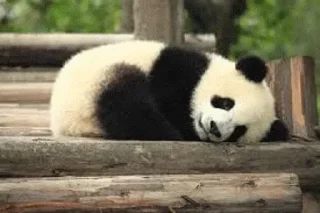 🤩 emoji Panda @stickersb2b Telegram sticker 14 of 104