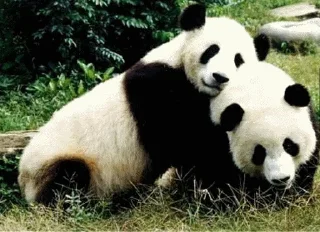 🤪 emoji Panda @stickersb2b Telegram sticker 10 of 104
