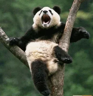 🤨 emoji Panda @stickersb2b Telegram sticker 17 of 104