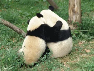 🤪 emoji Panda @stickersb2b Telegram sticker 5 of 104