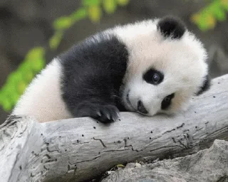 😚 emoji Panda @stickersb2b Telegram sticker 20 of 104