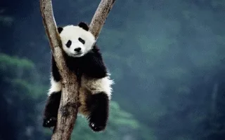🙁 emoji Panda @stickersb2b Telegram sticker 11 of 104