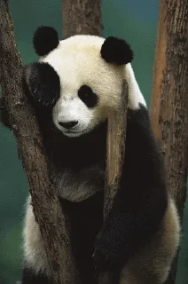 🤪 emoji Panda @stickersb2b Telegram sticker 23 of 104