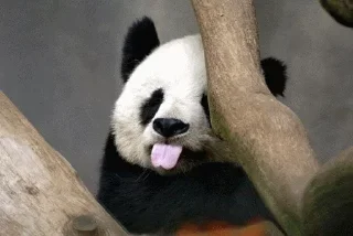 😙 emoji Panda @stickersb2b Telegram sticker 6 of 104