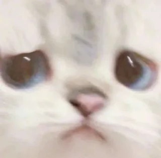 Sticker from (^˵◕ω◕˵^)