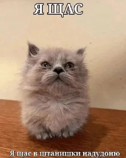 🌟 emoji коты и т.д Telegram sticker 13 of 120