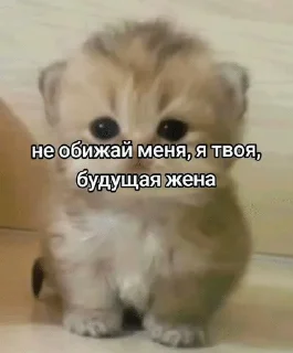 🌟 emoji коты и т.д Telegram sticker 9 of 120