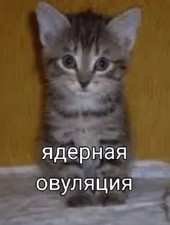 🌟 emoji коты и т.д Telegram sticker 17 of 120