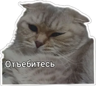 😭 emoji Пушистые письки Telegram sticker 17 of 37