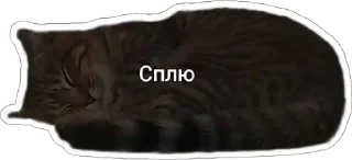 🥱 emoji Пушистые письки Telegram sticker 9 of 37