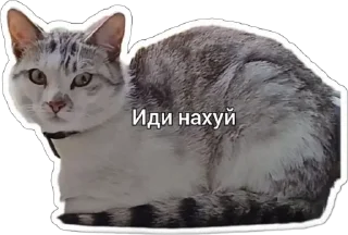 😒 emoji Пушистые письки Telegram sticker 16 of 37