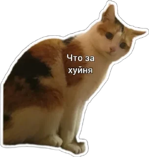 😐 emoji Пушистые письки Telegram sticker 24 of 37