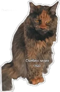😒 emoji Пушистые письки Telegram sticker 10 of 37
