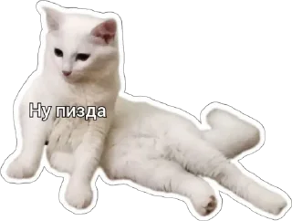 🙄 emoji Пушистые письки Telegram sticker 15 of 37