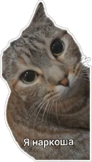 🥺 emoji Пушистые письки Telegram sticker 12 of 37
