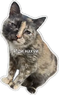 😠 emoji Пушистые письки Telegram sticker 18 of 37