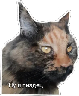 🙄 emoji Пушистые письки Telegram sticker 11 of 37