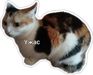 😨 emoji Пушистые письки Telegram sticker 22 of 37
