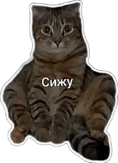 🙂 emoji Пушистые письки Telegram sticker 7 of 37